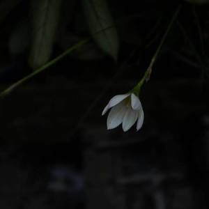 Meet your Posher, Thao